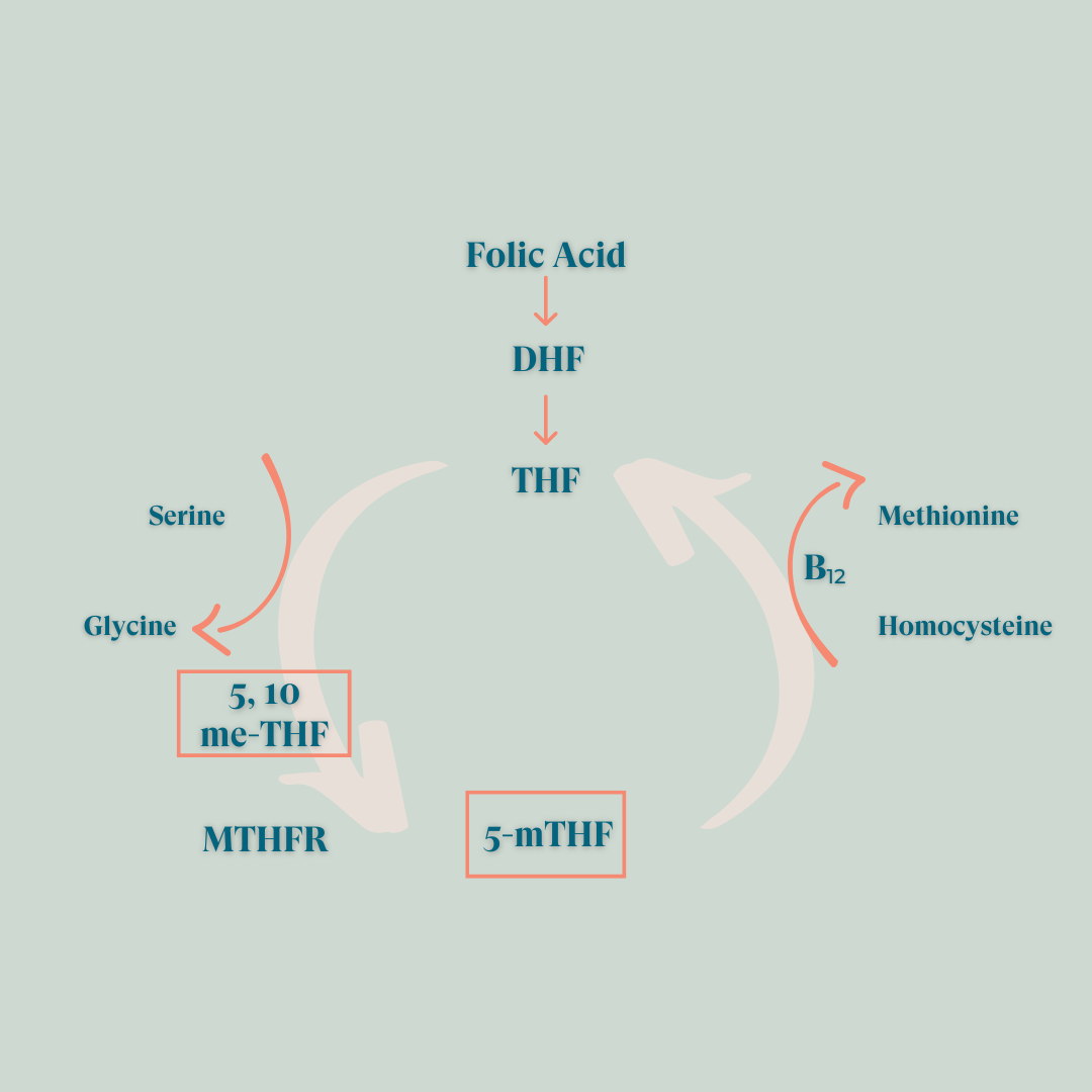 Folic acid and homocysteine chart in pregnancy research