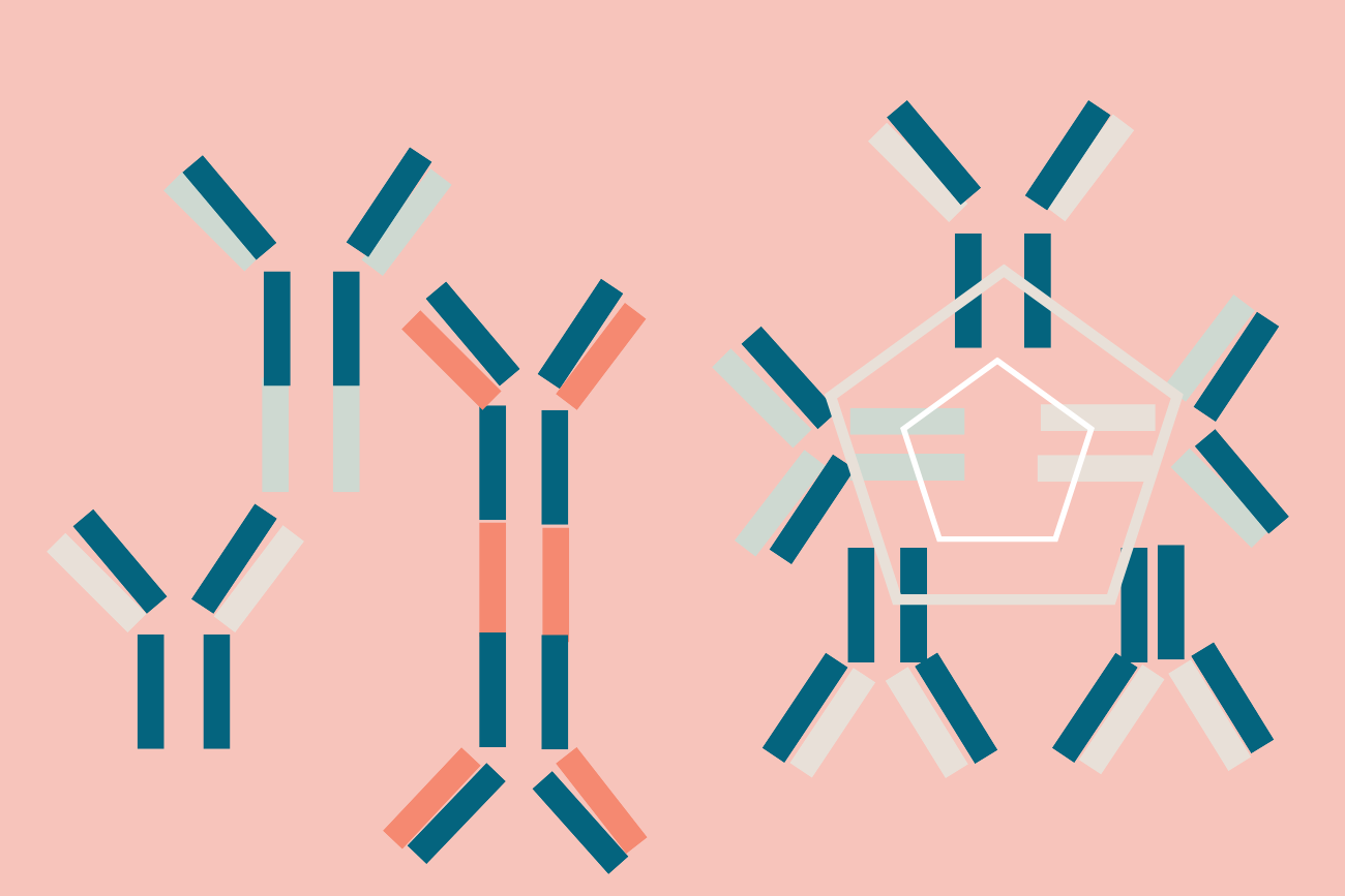 Immunoglobulins and Pregnancy
